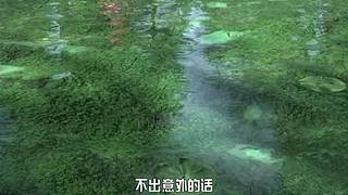 王者茶哥的直播间