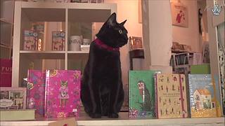 猫步走世界，萌宠24小时轮播