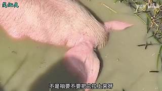 搞笑天堂岛
