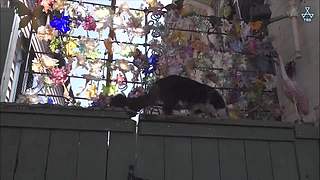 猫步走世界，萌宠24小时轮播