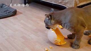 一只和人类共同生活了8年的美洲狮