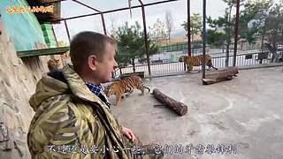 直接把狮子推下水！俄罗斯饲养员太勇敢了