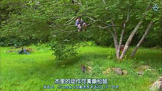 猫步走世界，萌宠24小时轮播