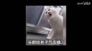 fps大作