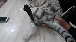 里面全是小猫咪
