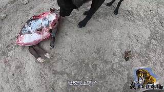 【狼王出没】欢迎围观我的新疆养狼日常！