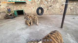 直接把狮子推下水！俄罗斯饲养员太勇敢了