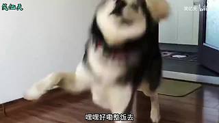 搞笑天堂岛