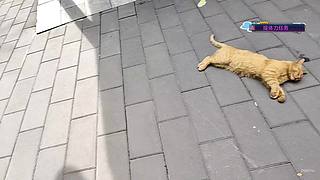 这里有我们的青春