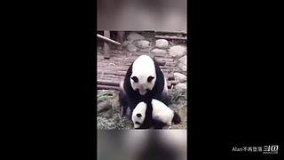 动物也疯狂