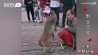魏蜀吴群雄争霸，发弹幕加入国战