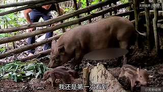 越南小哥的丛林生活