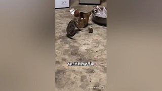 动物也疯狂