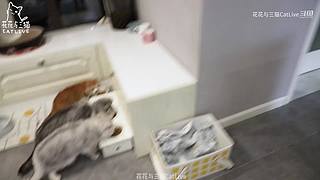 用乐高给猫做一次自助餐！实现他的愿望！