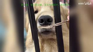 战狗  wardogs 传奇耐熬王