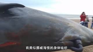 哈喽，全球未解之谜来咯