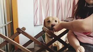 萌宠  零食制作
