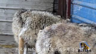 【狼王出没】欢迎围观我的新疆养狼日常！