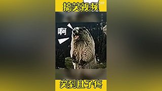求关注   每天都会更新视频