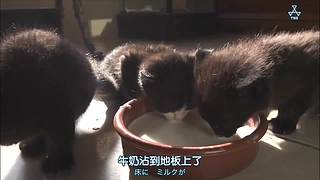 猫步走世界，萌宠24小时轮播