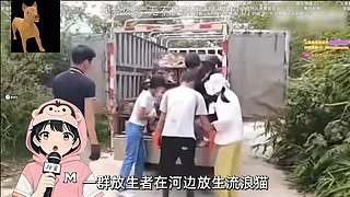 【小白鸽】小宝们 来腻！