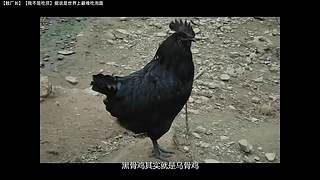 伊西wind的直播间