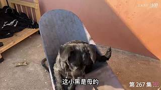 大齐赶海，又是出大货的一天