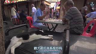 猫步走世界，萌宠24小时轮播