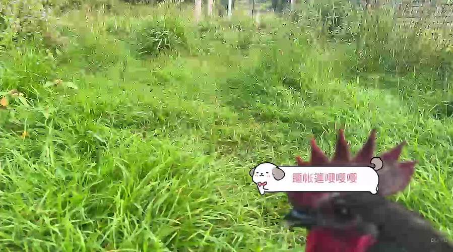 落蓓蓓的直播间