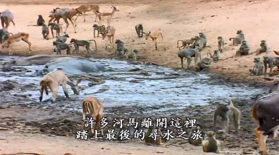 [大自然纪录片]轮播