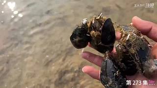 大齐赶海，又是出大货的一天