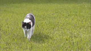 猫步走世界，萌宠24小时轮播