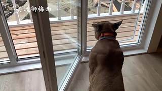 一只和人类共同生活了8年的美洲狮