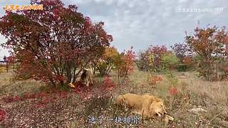 直接把狮子推下水！俄罗斯饲养员太勇敢了