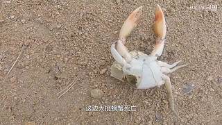 渔妹带你来赶海，来看有没有你没见过的