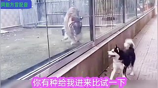 阿魁方言配音的直播间