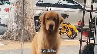 搞笑天堂岛