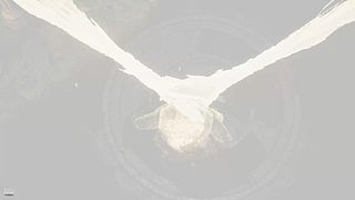 隐藏背包1111