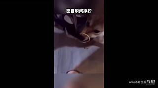动物也疯狂