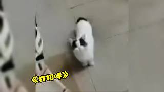 唉呀妈呀！笑抽抽了！
