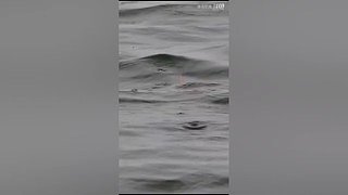 亮gnailux的直播间