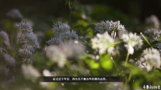 帝国时代4战役剧情
