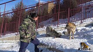【狼王出没】欢迎围观我的新疆养狼日常！