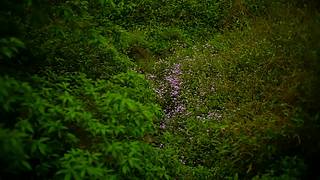 一起看英仙座流星雨