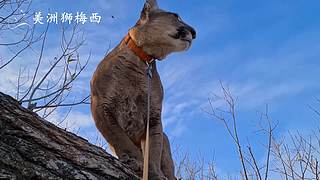 一只和人类共同生活了8年的美洲狮