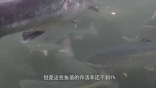 把大脑切成两半会怎样？有趣的裂脑实验