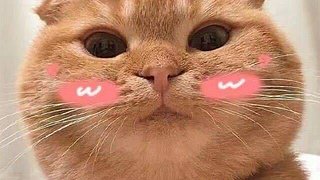 王给给MOTG的直播间