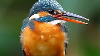 魔兽争霸LT3C专克小姑娘直播间