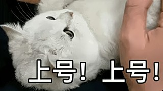 沉浸式吃鸡 11762419