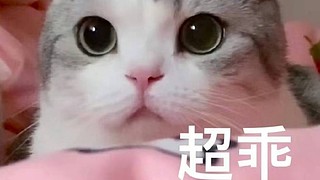 子曰：见贤思齐焉，见不贤而内自省也。